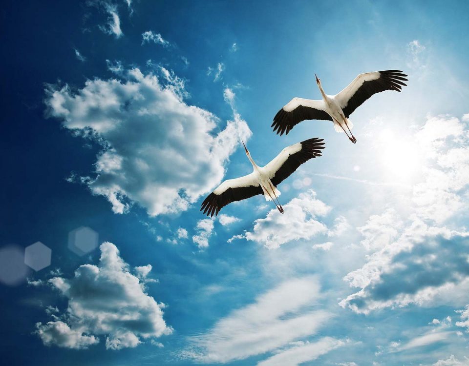 Stork